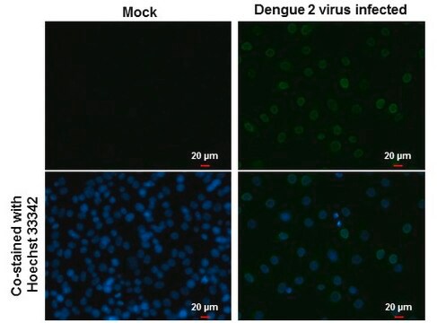 Monoclonal Anti-Dengue virus Type 2 NS5 protein antibody produced in mouse clone GT353, affinity isolated antibody