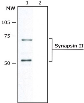 Anti-Synapsin II ~1&#160;mg/mL, affinity isolated antibody, buffered aqueous solution