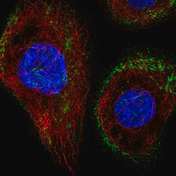 Anti-43351 antibody produced in rabbit Prestige Antibodies&#174; Powered by Atlas Antibodies, affinity isolated antibody, buffered aqueous glycerol solution