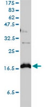 Mysz anty-CLDN1 mAb (1C5-D9) liquid, clone 1C5-D9, Calbiochem&#174;