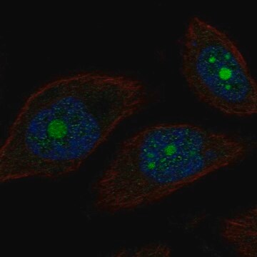 Anti-POP1 antibody produced in rabbit Prestige Antibodies&#174; Powered by Atlas Antibodies, affinity isolated antibody