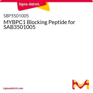 MYBPC1 Blocking Peptide for SAB3501005