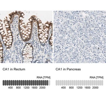 Anti-CA1 antibody produced in rabbit Prestige Antibodies&#174; Powered by Atlas Antibodies, affinity isolated antibody, buffered aqueous glycerol solution