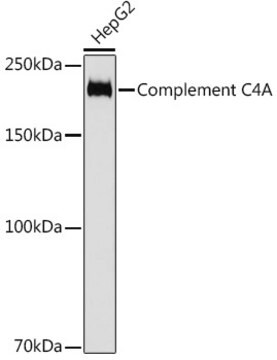 Anti-Complement C4A Antibody, clone 4C3F2, Rabbit Monoclonal