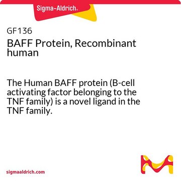 Rekombinowane ludzkie białko BAFF The Human BAFF protein (B-cell activating factor belonging to the TNF family) is a novel ligand in the TNF family.