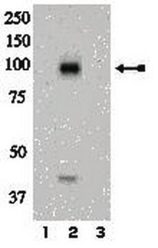 Anti-Phospho-IR(Tyr972)-Antikörper Upstate&#174;, from rabbit