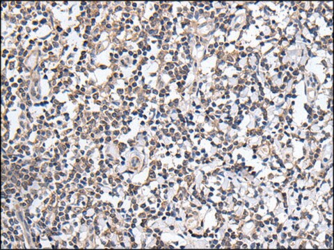 抗-PLAG1 affinity isolated antibody