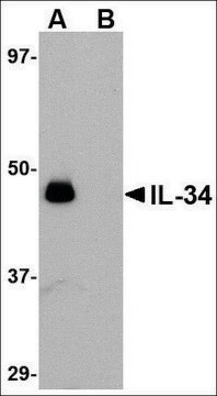 Anti-IL-34 (ab1) antibody produced in rabbit affinity isolated antibody, buffered aqueous solution