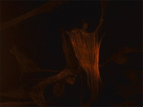 Monoclonal Anti-Actin–Cy3 antibody produced in mouse clone AC-40, purified immunoglobulin, buffered aqueous solution