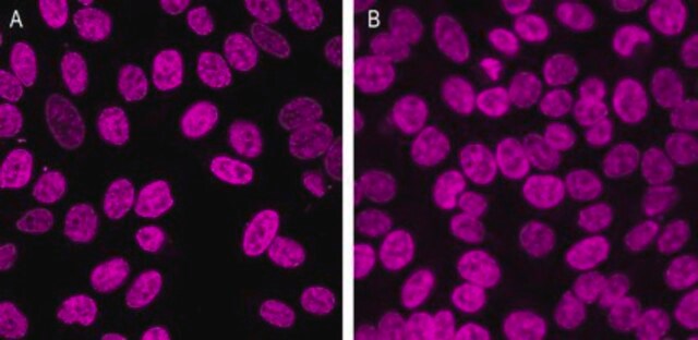 Colorante nuclear rojo BioTracker 650 Live cell imaging red nuclear staining dye with greater photostability than traditional blue fluorescent nuclear stains such as DAPI and Hoechst 33342.