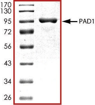 PAD1、GSTタグ融合 ヒト recombinant, expressed in baculovirus infected Sf9 cells, &#8805;70% (SDS-PAGE), buffered aqueous glycerol solution