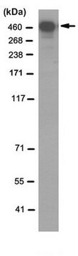 Anti-DNA-PKcs-Antikörper, Klon&nbsp;3A9.1 clone 3A9.1, from mouse