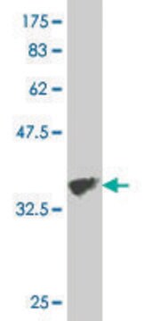 Monoclonal Anti-COL5A3 antibody produced in mouse clone 4B8, purified immunoglobulin, buffered aqueous solution