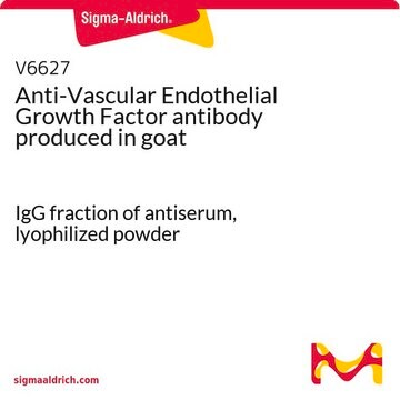 抗-血管内皮生长因子 山羊抗 IgG fraction of antiserum, lyophilized powder