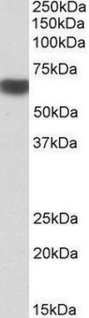 Anti-PRKAA2 antibody produced in goat affinity isolated antibody, buffered aqueous solution