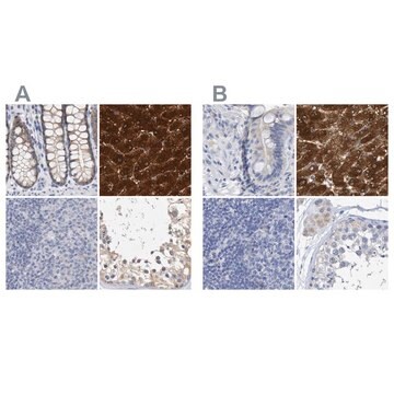 抗CTH ウサギ宿主抗体 Prestige Antibodies&#174; Powered by Atlas Antibodies, affinity isolated antibody, buffered aqueous glycerol solution, Ab2