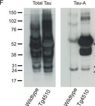 Anti-Tau-1-Antikörper, Klon&nbsp;PC1C6 clone PC1C6, Chemicon&#174;, from mouse