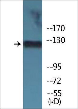 Anti-phospho-JAK3 (pTyr785) antibody produced in rabbit affinity isolated antibody