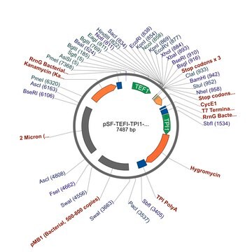 PSF-TEFI-TPI1-HYGRO - HYGROMYCIN RESISTANT YEAST PLASMID plasmid vector for molecular cloning