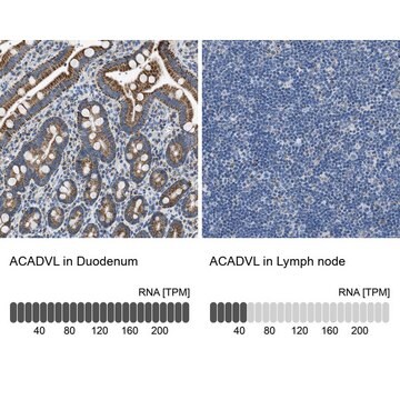 Anti-ACADVL antibody produced in rabbit Prestige Antibodies&#174; Powered by Atlas Antibodies, affinity isolated antibody, buffered aqueous glycerol solution, Ab1