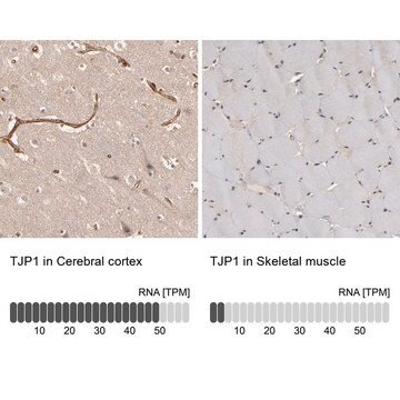 抗TJP1 ウサギ宿主抗体 Ab2, Prestige Antibodies&#174; Powered by Atlas Antibodies, affinity isolated antibody, buffered aqueous glycerol solution