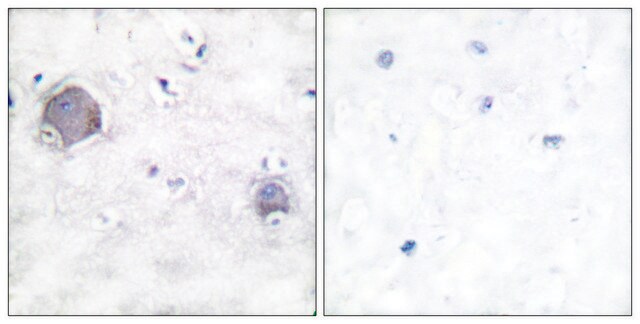 Anti-NOTCH1 (Cleaved-Val1754) antibody produced in rabbit affinity isolated antibody