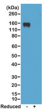 Anti-Maus-IgG2a-Antikörper, vom Kaninchen, monoklonal recombinant, expressed in HEK 293 cells, clone RM219, purified immunoglobulin