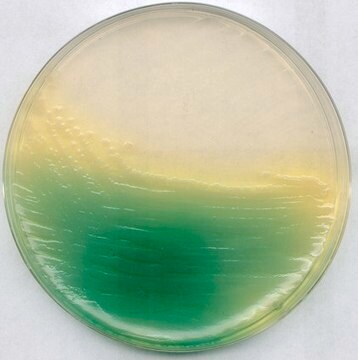 KING agar B (podstawowy) (Dansk Standard) suitable for microbiology