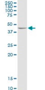 抗ADHFE1 ウサギ宿主抗体 purified immunoglobulin, buffered aqueous solution