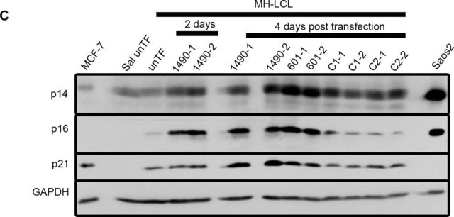 Anticorpo anti-p16, clone D25 clone D25, Chemicon&#174;, from mouse