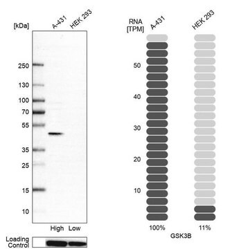 抗-GSK3B 兔抗 affinity isolated antibody, buffered aqueous glycerol solution