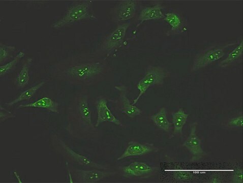 Anti-FNTA antibody produced in mouse purified immunoglobulin, buffered aqueous solution