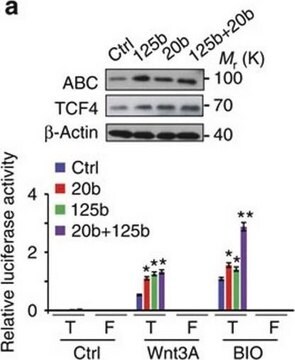 Anti-TCF-4-Antikörper, Klon 6H5-3 clone 6H5-3, Upstate&#174;, from mouse