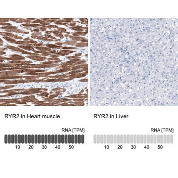 Anti-RYR2 in Kaninchen hergestellte Antikörper Prestige Antibodies&#174; Powered by Atlas Antibodies, affinity isolated antibody, buffered aqueous glycerol solution