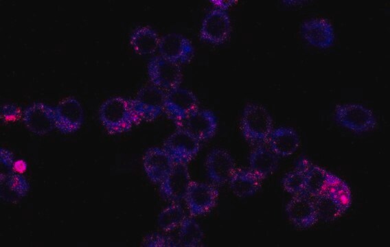 Colorant bicolore BioTracker pour les interactions mitochondries-lysosomes dans les cellules vivantes