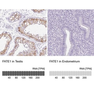 Anti-FATE1 antibody produced in rabbit Prestige Antibodies&#174; Powered by Atlas Antibodies, affinity isolated antibody, buffered aqueous glycerol solution