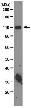 Anti-HIRA Antibody, clone WC119 clone WC119, from mouse