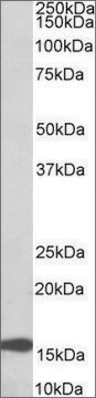 Anti-RPL23 (C-terminal) antibody produced in goat affinity isolated antibody, buffered aqueous solution