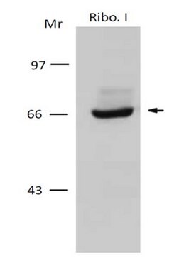 Przeciwciało przeciw ryboforynie I/RPN-I serum, from rabbit