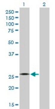 Anti-CYB5R2 antibody produced in mouse purified immunoglobulin, buffered aqueous solution