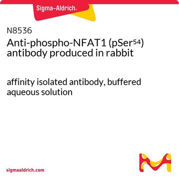 Anti-phospho-NFAT1 (pSer54) antibody produced in rabbit affinity isolated antibody, buffered aqueous solution