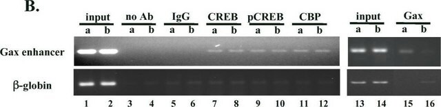 Anticorpo anti-acetil-istone H3 from rabbit