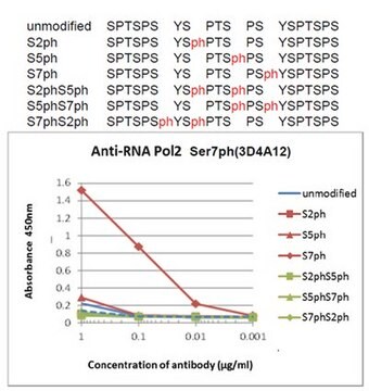 Przeciwciało anty-fosfo RNA Pol II (Ser7), klon 3D4A12 clone 3D4A12, 1&#160;mg/mL, from rat