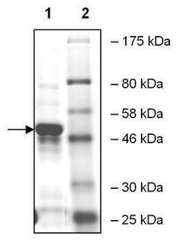 ATAT1 人 recombinant, expressed in E. coli, &#8805;55% (SDS-PAGE)