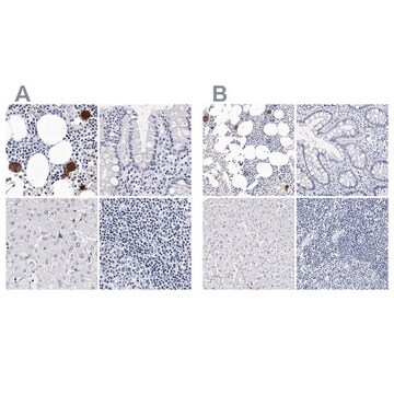 Anti-ITGA2B antibody produced in rabbit Prestige Antibodies&#174; Powered by Atlas Antibodies, affinity isolated antibody, buffered aqueous glycerol solution