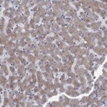 Anti-APOC3 Prestige Antibodies&#174; Powered by Atlas Antibodies, affinity isolated antibody, buffered aqueous glycerol solution