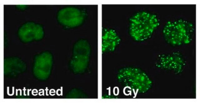 Anticorpo anti-53BP1, clone BP13 clone BP13, Chemicon&#174;, from mouse