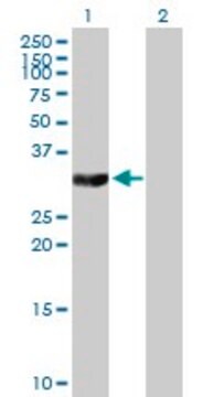 Anti-TYMS antibody produced in mouse purified immunoglobulin, buffered aqueous solution