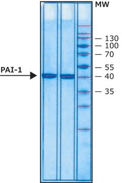 プラスミノーゲンアクチベーター阻害因子1(PAI-1) ヒト recombinant, expressed in E. coli, &#8805;90% (SDS-PAGE)