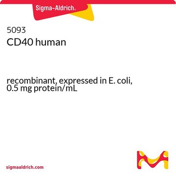 CD40 recombinant, expressed in E. coli, 0.5&#160;mg protein/mL